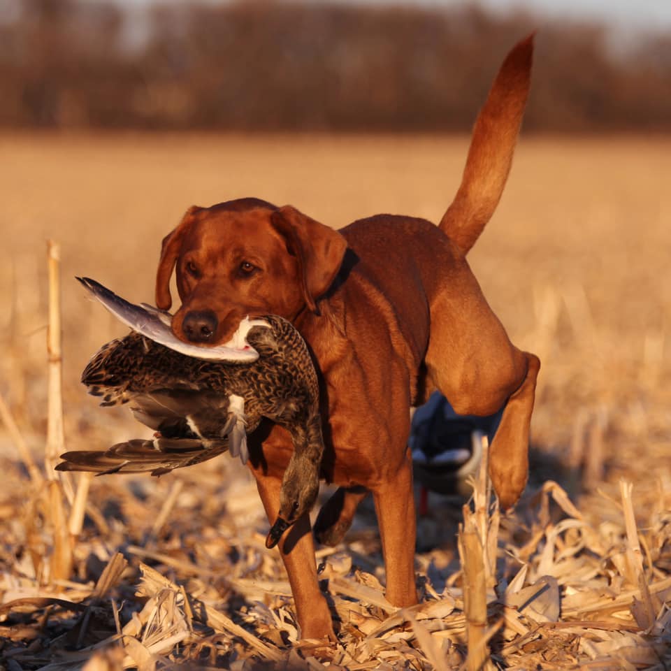 Field trial labrador orders fox red